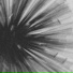 TMSV