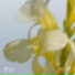 IDYLL
