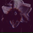 Fyr01
