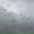 Студия [517]