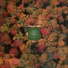 Beats for Trees feat. Wiz Key
