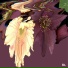 Tonion