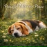 Dog Sleep Lab