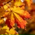 Withering Colors