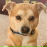 Shiba Music