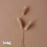 Tino Ame, Tino AMEE