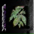 SASANKA