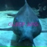 Gleep Arg