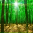 Nature Noise Wind