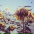 Eterocromie