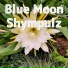 Shympulz