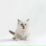 Cat Relaxing Master