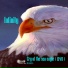 LionMusic