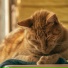 Cat Relaxing Master