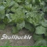 Skullbuckle