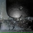 C}{imps 8 My Ears