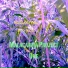Malacarma Project