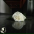 wither