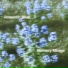 Azurean