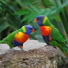 Calming Bird Background Sounds