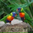Calming Bird Background Sounds