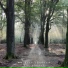 Walking through the Forest