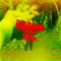 Green Gerry