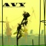 Avy