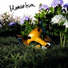 Foxfrd