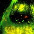 squaeky