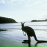 Kangaroo