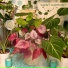 Plant House & Garden
