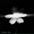 Promise.Dima