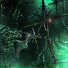 ruminus