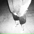gliv3