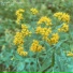 bloomtales
