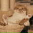 Cat Relaxing Master