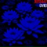 GVЯD