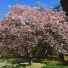 Nutrium