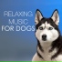 Pet Therapy