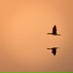 Rahul Aghara