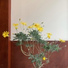 goldbranch