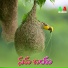 Vijaya