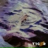 T1GER