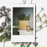 flowers in my room