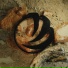 Orbe