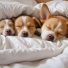 Dreamtime Music, Soothing Dogs, Dog Music Legends