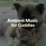 Ambient Music Collective