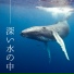 海のはな