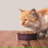 Cat Relaxing Master